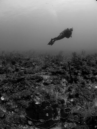 B and W of diver in Puerto Rico. by Juan Torres 