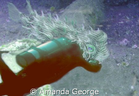 Giant fantasy puffer by Amanda George 