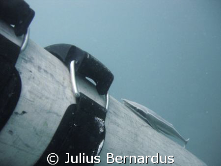remora on tank by Julius Bernardus 