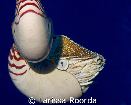 I ran across this Nautilus picture from PNG.  Realized I ... by Larissa Roorda 