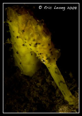 Seahorse by Eric Leong 