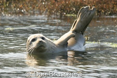 Harbor seal enjoys the winter sun, resting after a night ... by Don Bruschera 