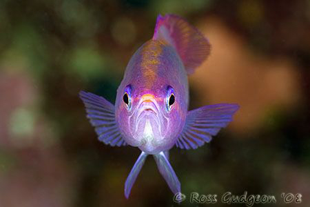 Eeeeew, you smell bad!!  Disapproving Anthias.  Wakatobi,... by Ross Gudgeon 