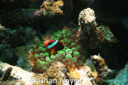 fluro green to be seen by Brian Naylor 