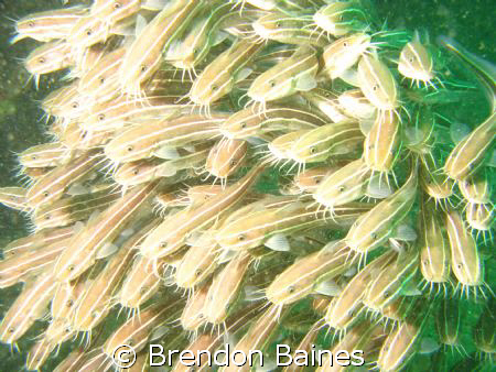 catfish of Inchcape 1 wreck Fujeirah UAE by Brendon Baines 