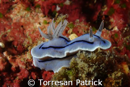 Nudibranco by Torresan Patrick 