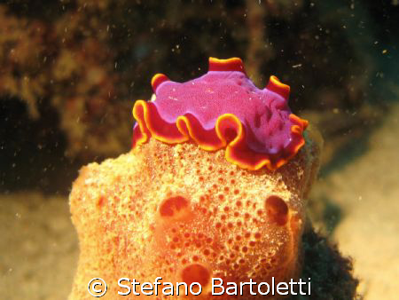 nudibranco by Stefano Bartoletti 