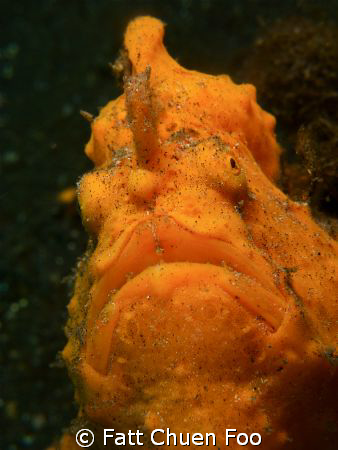 Potrait of a Giant Frogfish, Lembeh, N Sulawesi by Fatt Chuen Foo 