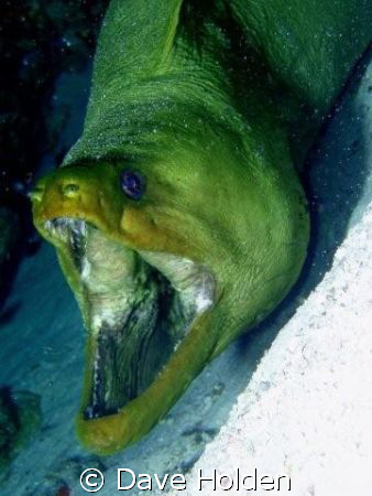 Open up and say Ahhhh...
Green Moray Cozumel MX. Papa Ho... by Dave Holden 