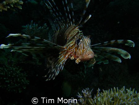 "Lion on the move" Taken off Coral Island Taba Egypt. by Tim Morin 