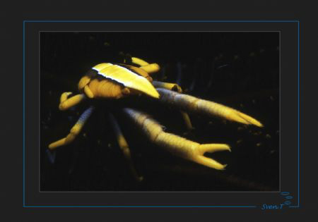 Crinoid crab by Sven Tramaux 