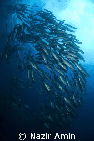 School of Jackfish by Nazir Amin 