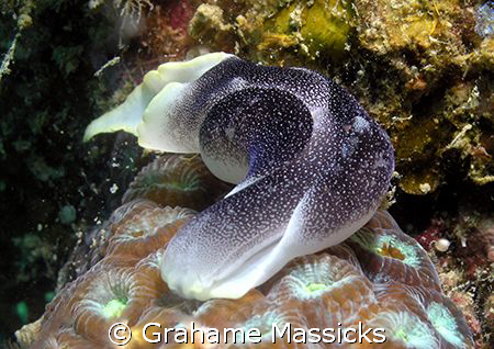 Found off Tioman Island.  Taken with my Olympus 5060. by Grahame Massicks 