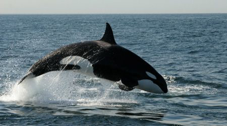An incredibly lucky day whale watching in Monterey Bay.  ... by Dan Lee 
