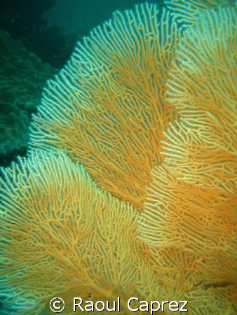 Coral by Raoul Caprez 