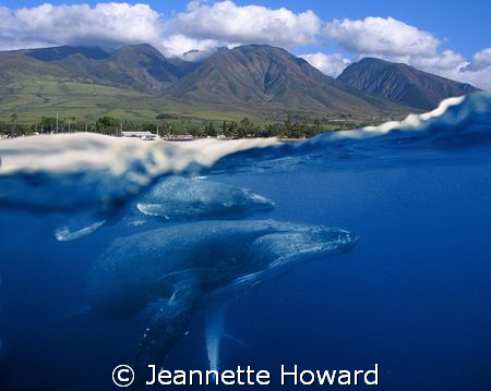 The wonder of Maui ~ Above and Below by Jeannette Howard 