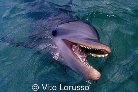 Dolphin by Vito Lorusso 