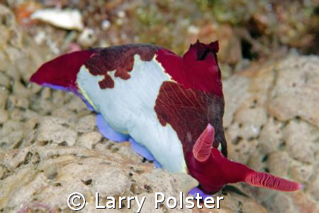 D300, 105VR, Anilao, Philippimes, nudi capital of the wor... by Larry Polster 