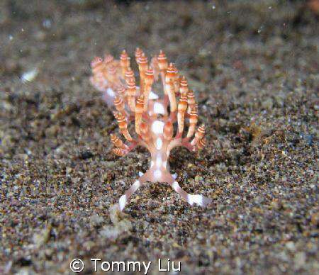 Photo taken in Camigium, Phillipine. It looks like a cand... by Tommy Liu 