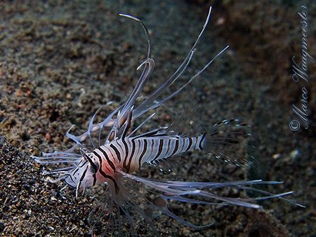 Juvenile Lionfish at Puri Jati, Bali (Canon G9, D2000w, U... by Marco Waagmeester 