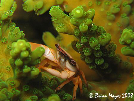 Red-dotted Coral Crab (Trapezia cymodoce). During the day... by Brian Mayes 