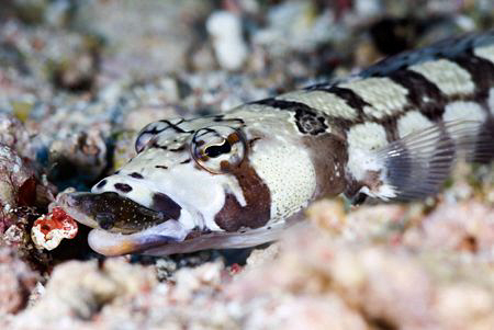 This sandperch had some major difficulties swallowing thi... by Erika Antoniazzo 