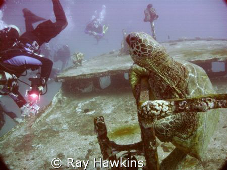 Sea Turtle Hanging Out on the Anthony.  Maui Hawaii SEP 08. by Ray Hawkins 