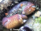Crab hiding under the rock( real habitat) by Yousuf Ali 