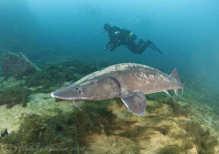 Mark with sturgeon. Capernwray. D200, 10.5mm. by Derek Haslam 