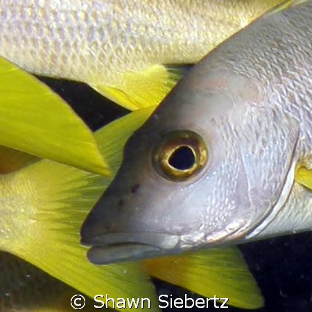Mutton Snapper (Grunt) by Shawn Siebertz 
