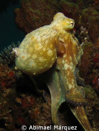 Octopus, Crash Boat Pier, Aguadilla, P.R. by Abimael Márquez 