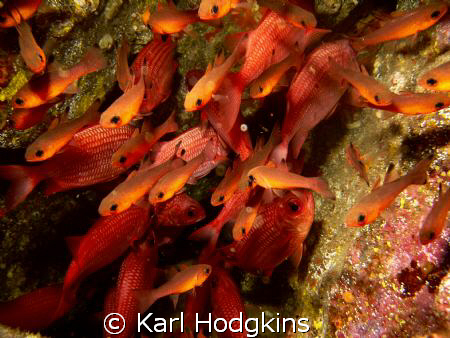 A splash of colour by Karl Hodgkins 