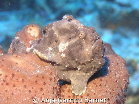 This is Fred, the frog fish. He lives at Half Moon Bay Wa... by Anja Garrido Barnet 