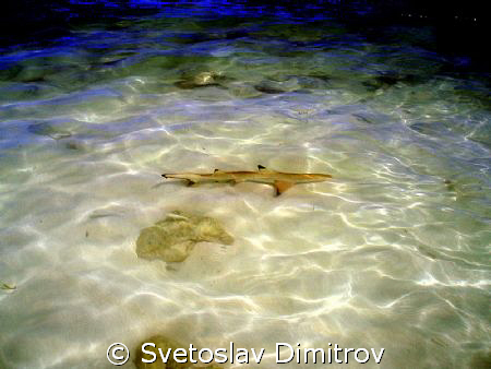 This baby shark was our visitor every day by Svetoslav Dimitrov 