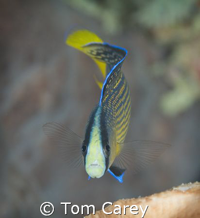 Splendid dottyback Pseudochromis splendens are common in ... by Tom Carey 