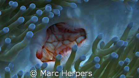 Anemone "mouth" by Marc Herpers 