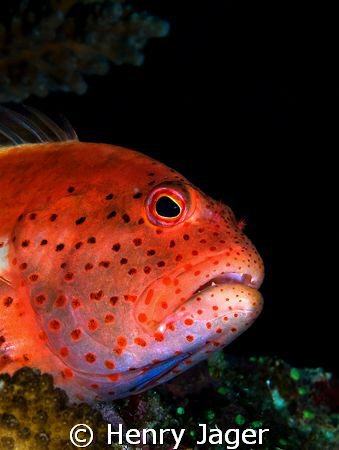 "Hawkfish" from the Maldives. by Henry Jager 