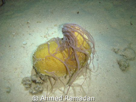 Sea Cucumber by Ahmed Ramadan 