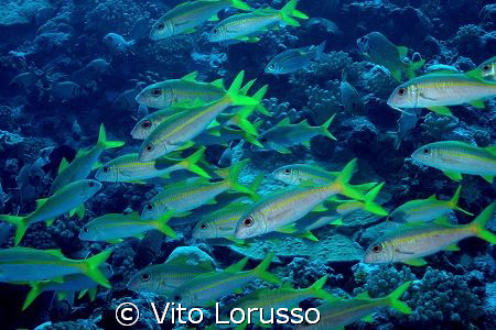 Fishs by Vito Lorusso 