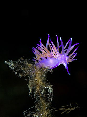 Flabellina Affinis. by Nicholas Samaras 