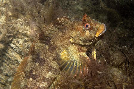 Tompot Blenny, Trefor North Wales.  Nikon D80, Ikelite Ho... by Alan Fryer 