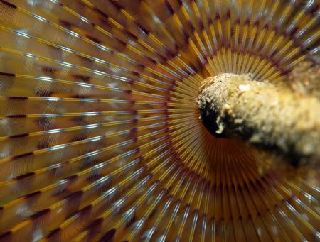 Nikon D80,60mm by Andy Kutsch 