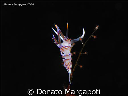 Cratena peregrina, Porto Badisco - Lecce - Italy, Canon G... by Donato Margapoti 