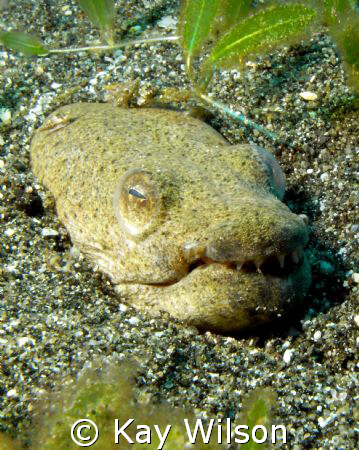 Snake eel, laying in wait, St. Vincent by Kay Wilson 