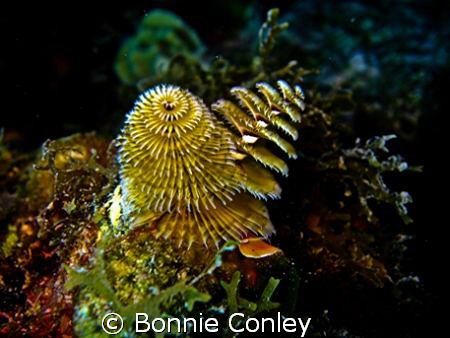 Christmas Tree Worms seen in Grand Cayman August 2008.  P... by Bonnie Conley 