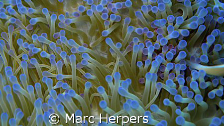 Anemone "neon" Canon G9 by Marc Herpers 