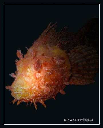 Chapon, (Scorpaena scrofa). Canon G9 & Inon D2000 by Bea & Stef Primatesta 