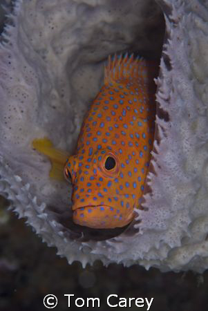 Coral grouper, Indonesia by Tom Carey 