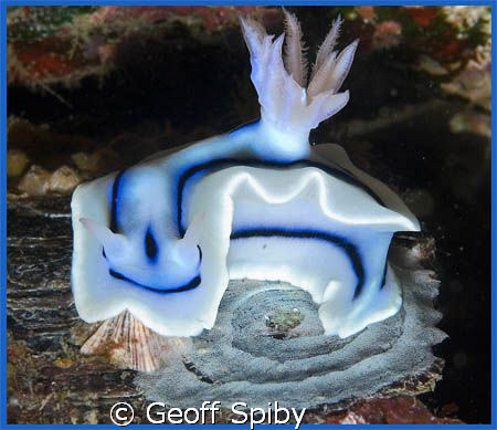 portrait of a proud nudibranch laying eggs by Geoff Spiby 