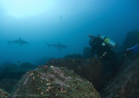 Mark with Galapagos sharks. Wolf island. Galapagos. D200,... by Derek Haslam 